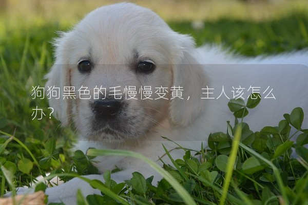 狗狗黑色的毛慢慢變黃，主人該怎么辦？