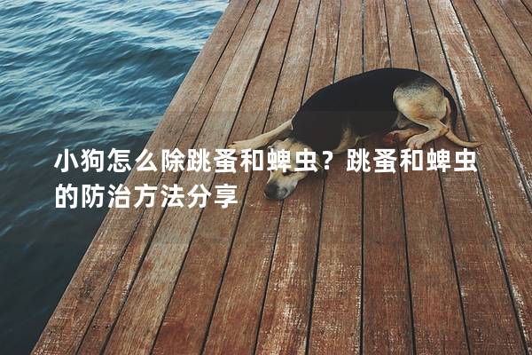 小狗怎么除跳蚤和蜱蟲？跳蚤和蜱蟲的防治方法分享
