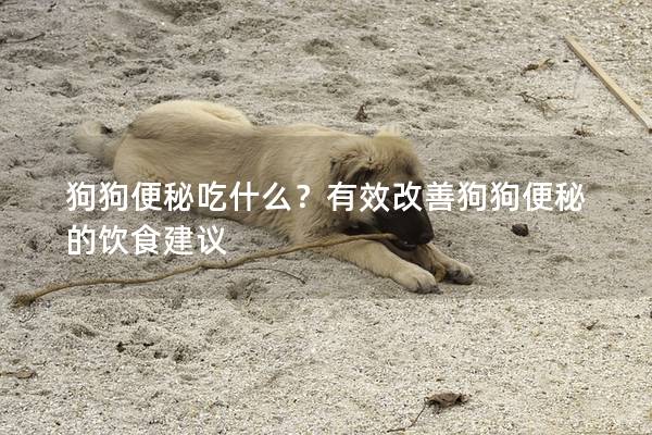 狗狗便秘吃什么？有效改善狗狗便秘的飲食建議