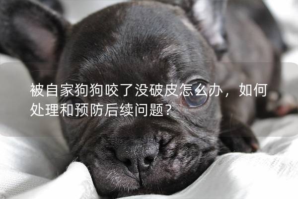 被自家狗狗咬了沒破皮怎么辦，如何處理和預防后續問題？
