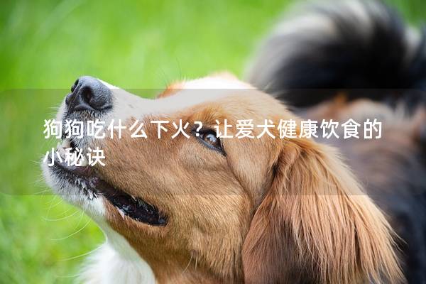 狗狗吃什么下火？讓愛(ài)犬健康飲食的小秘訣