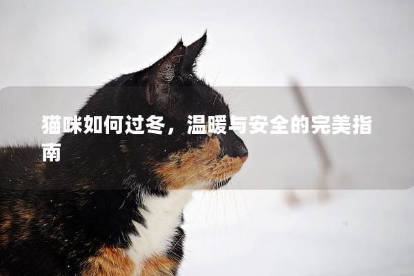 貓咪如何過冬,溫暖與安全的完美指南 貓咪如何過冬,溫暖與安全的完美指南