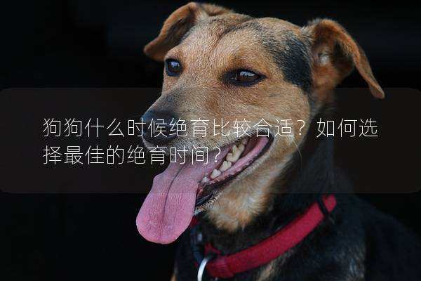 狗狗什么時候絕育比較合適？如何選擇最佳的絕育時間？