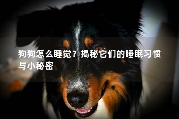 狗狗怎么睡覺？揭秘它們的睡眠習慣與小秘密