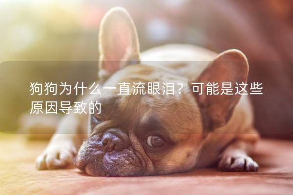 狗狗為什么一直流眼淚？可能是這些原因導致的