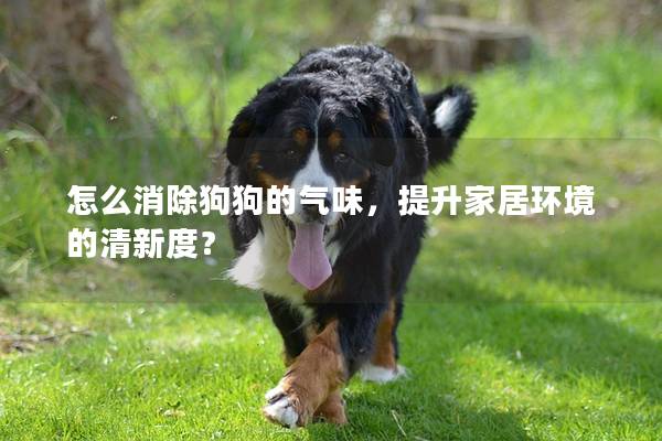 怎么消除狗狗的氣味，提升家居環境的清新度？