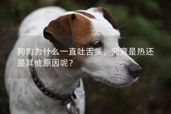 狗狗為什么一直吐舌頭，究竟是熱還是其他原因呢？