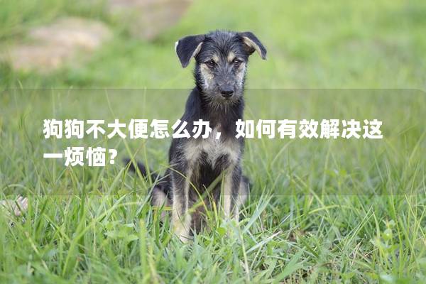 狗狗不大便怎么辦，如何有效解決這一煩惱？