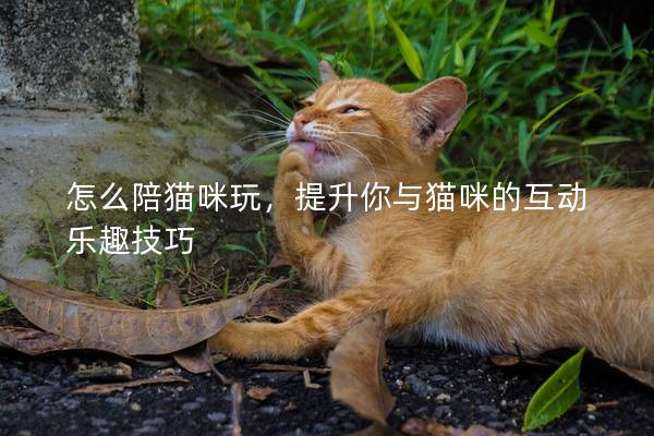 怎么陪貓咪玩，提升你與貓咪的互動樂趣技巧