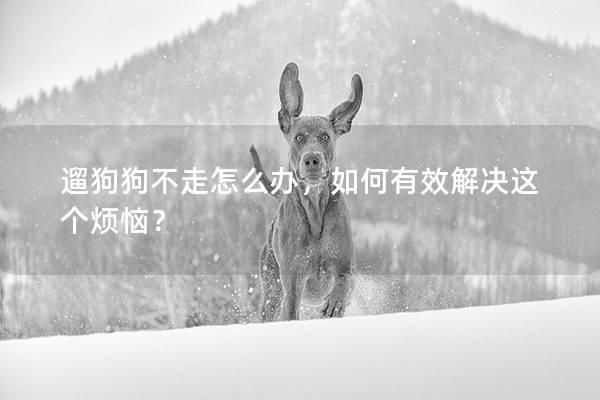 遛狗狗不走怎么辦，如何有效解決這個(gè)煩惱？