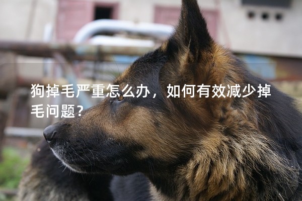 狗掉毛嚴(yán)重怎么辦,如何有效減少掉毛問(wèn)題? 狗掉毛嚴(yán)重怎么辦,如何有效減少掉毛問(wèn)題?