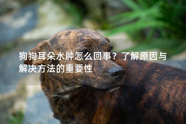 狗狗耳朵水腫怎么回事？了解原因與解決方法的重要性