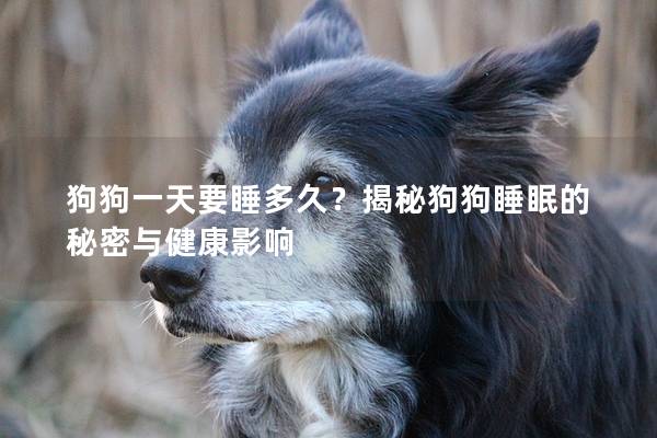 狗狗一天要睡多久?揭秘狗狗睡眠的秘密與健康影響 狗狗一天要睡多久?揭秘狗狗睡眠的秘密與健康影響
