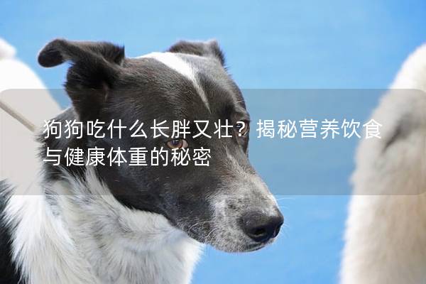 狗狗吃什么長(zhǎng)胖又壯？揭秘營(yíng)養(yǎng)飲食與健康體重的秘密