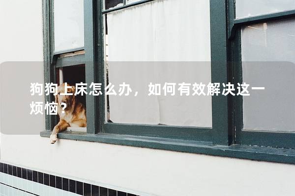 狗狗上床怎么辦，如何有效解決這一煩惱？