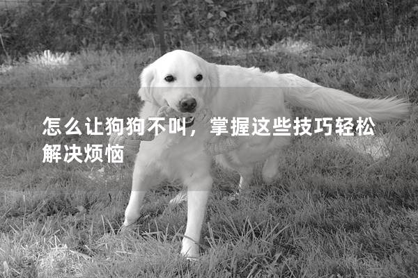 怎么讓狗狗不叫，掌握這些技巧輕松解決煩惱