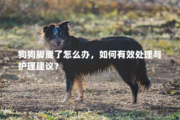 狗狗腳崴了怎么辦，如何有效處理與護理建議？