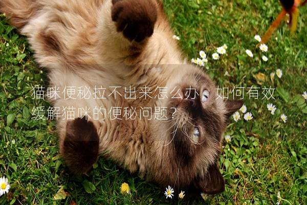 貓咪便秘拉不出來怎么辦，如何有效緩解貓咪的便秘問題？