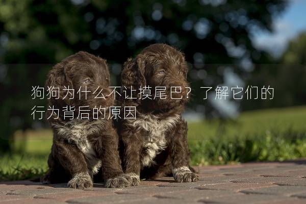 狗狗為什么不讓摸尾巴？了解它們的行為背后的原因