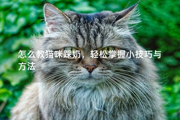 怎么教貓咪踩奶,輕松掌握小技巧與方法 怎么教貓咪踩奶,輕松掌握小技巧與方法