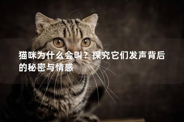 貓咪為什么會叫？探究它們發聲背后的秘密與情感