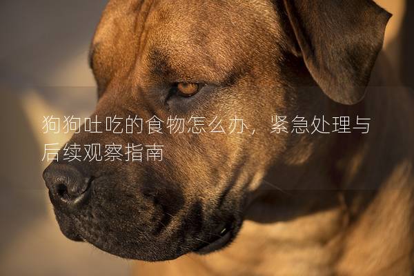 狗狗吐吃的食物怎么辦，緊急處理與后續觀察指南