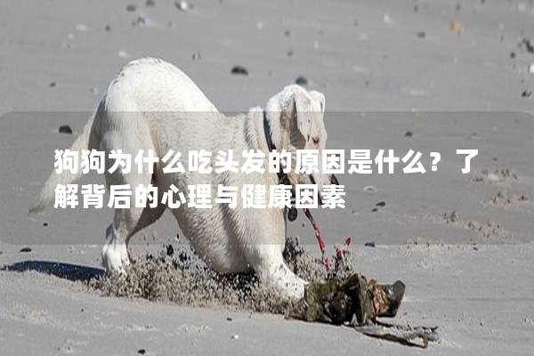 狗狗為什么吃頭發(fā)的原因是什么？了解背后的心理與健康因素