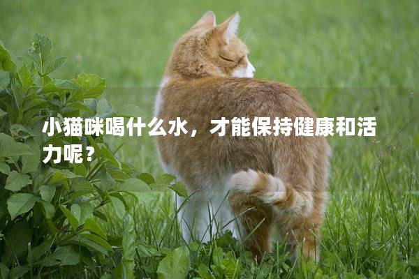 小貓咪喝什么水，才能保持健康和活力呢？