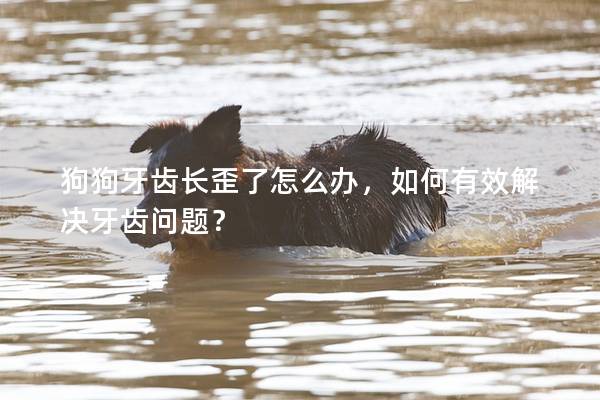 狗狗牙齒長歪了怎么辦，如何有效解決牙齒問題？