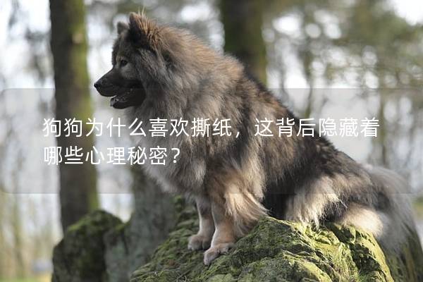 狗狗為什么喜歡撕紙，這背后隱藏著哪些心理秘密？