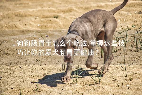 狗狗腸胃寶怎么個吃法,掌握這些技巧讓你的愛犬腸胃更健康? 狗狗腸胃寶怎么個吃法,掌握這些技巧讓你的愛犬腸胃更健康?