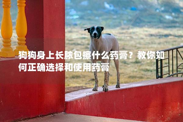 狗狗身上長膿包擦什么藥膏?教你如何正確選擇和使用藥膏 狗狗身上長膿包擦什么藥膏?教你如何正確選擇和使用藥膏