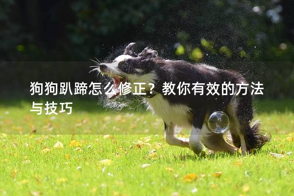 狗狗趴蹄怎么修正？教你有效的方法與技巧