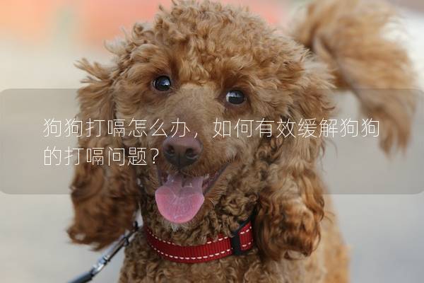 狗狗打嗝怎么辦，如何有效緩解狗狗的打嗝問題？