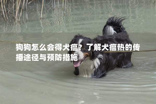 狗狗怎么會得犬瘟？了解犬瘟熱的傳播途徑與預防措施
