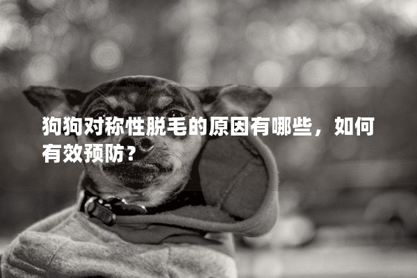 狗狗對(duì)稱性脫毛的原因有哪些,如何有效預(yù)防? 狗狗對(duì)稱性脫毛的原因有哪些,如何有效預(yù)防?