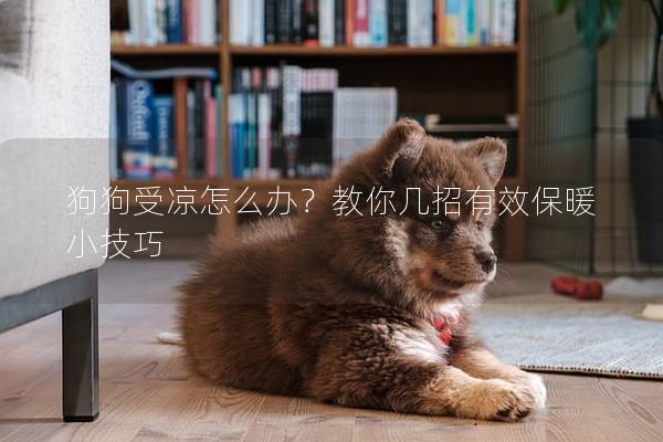 狗狗受涼怎么辦？教你幾招有效保暖小技巧