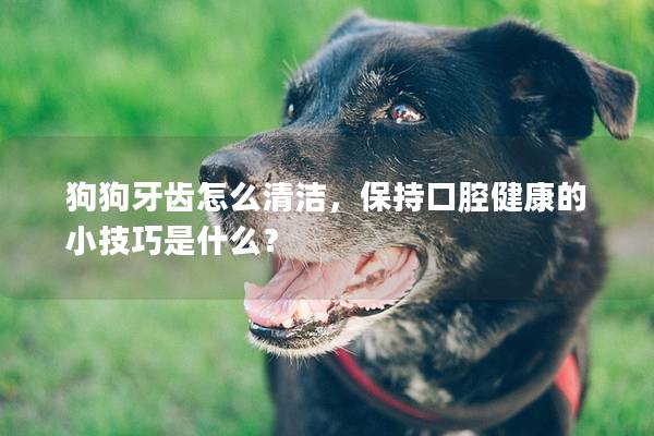 狗狗牙齒怎么清潔，保持口腔健康的小技巧是什么？