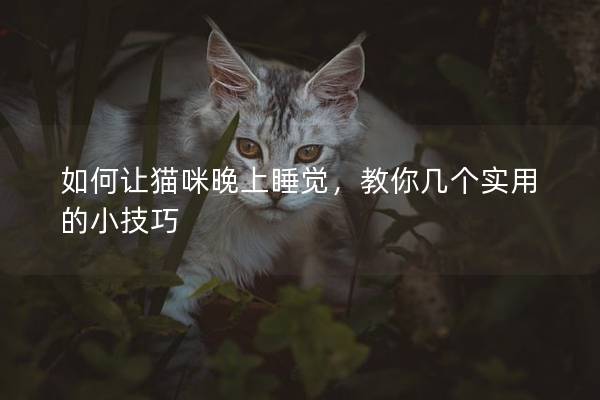 如何讓貓咪晚上睡覺，教你幾個實用的小技巧