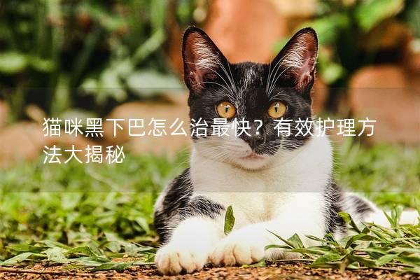 貓咪黑下巴怎么治最快？有效護理方法大揭秘