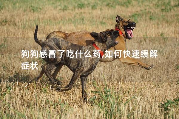 狗狗感冒了吃什么藥,如何快速緩解癥狀