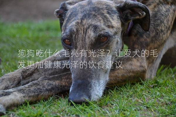 狗狗吃什么毛亮有光澤？讓愛犬的毛發更加健康光澤的飲食建議