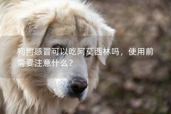 狗狗感冒可以吃阿莫西林嗎,使用前需要注意什么? 狗狗感冒可以吃阿莫西林嗎,使用前需要注意什么?