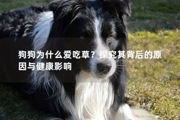 狗狗為什么愛吃草？探究其背后的原因與健康影響