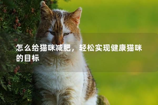 怎么給貓咪減肥，輕松實現健康貓咪的目標