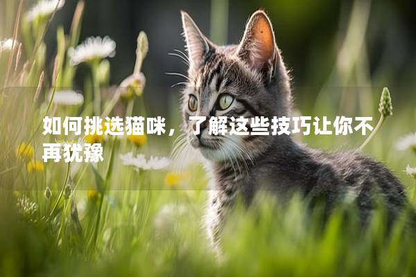如何挑選貓咪，了解這些技巧讓你不再猶豫