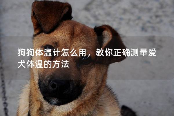 狗狗體溫計怎么用，教你正確測量愛犬體溫的方法