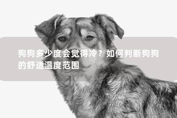 狗狗多少度會覺得冷？如何判斷狗狗的舒適溫度范圍