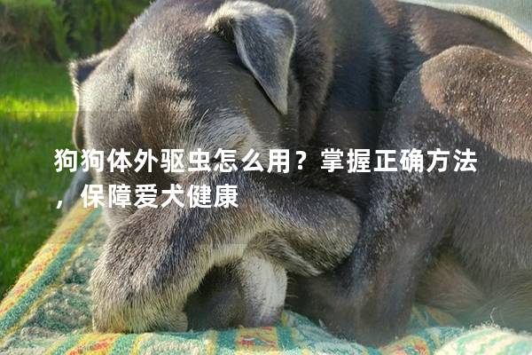 狗狗體外驅蟲怎么用？掌握正確方法，保障愛犬健康