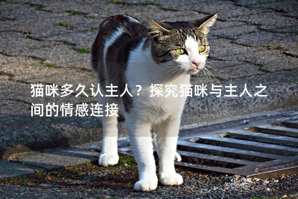 貓咪多久認(rèn)主人？探究貓咪與主人之間的情感連接